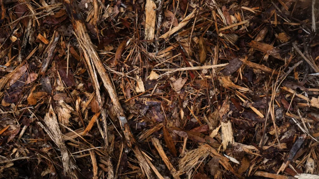 Close view of the mulch layer left on the ground after forestry mulching